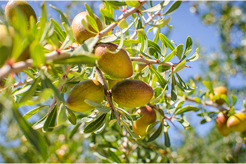 میوه های درخت آرگان و خواص آن 